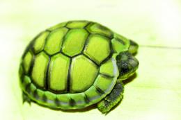 Tortoise